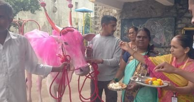 नव कृष्णा व्हॅली स्कूल मराठी माध्यम येथे बुधवार दिनांक 9 जुलै 2025 रोजी ' महाराष्ट्र बेंदूर 'हा सण साजरा करण्यात आला. श्री प्रमोद खरात यांनी शाळेत बैल आणले व  बैलाची पूजा श्री .प्रदीप पाटील  वसतिगृह प्रमुख यांच्या हस्ते करण्यात आली.
      शाळेतील सहाय्यक शिक्षिका सौ .कविता म्हेत्रे यांनी बेंदूर या सणाविषयी माहिती देताना बेंदूर हा महाराष्ट्रात साजरा होणार एक महत्त्वाचा कृषी सण आहे.
       या दिवशी बैला प्रति कृतज्ञता  व्यक्त केली जाते. बैलांना सजवून, त्याची पूजा करून, त्यांना कामातून विश्रांती दिली जाते. शेतकरी आणि बैल यांच्यातील दृढ संबंधाचे प्रतीक म्हणून हा सण साजरा केला जातो. आषाढ पौर्णिमेला हा सण साजरा करण्याची परंपरा आहे याविषयी माहिती दिली.
         नव कृष्णा व्हॅली स्कूल मराठी माध्यम मुख्याध्यापक श्री .अधिकराव पवार यांच्या प्रेरणेने , सर्व शिक्षक व शिक्षकेतर कर्मचारी व सर्व विद्यार्थी यांच्या उपस्थितीत महाराष्ट्र बेंदूर हा सण उत्साह पूर्ण वातावरणात संपन्न झाला.
